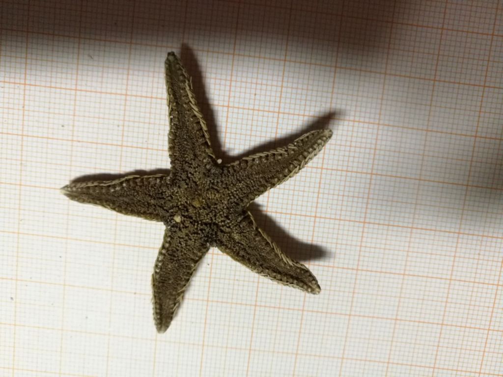 Astropecten spiaggiata nel Palermitano